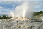 Pohutu Geyser eruption at Te Puia, New Zealand.